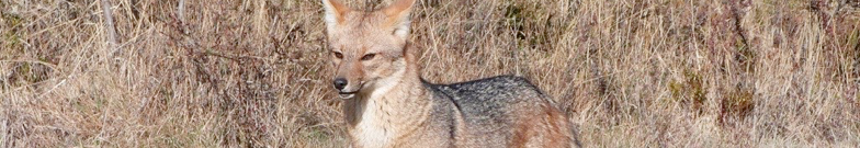 rivers Leones y Claro