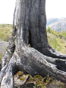burned lengua tree