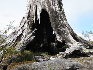 burned lengua tree