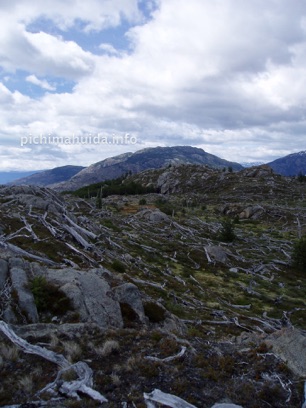 burned trees Patagonia