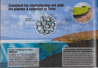 mushrooms helped plant life