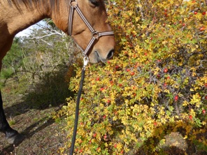 rosa mosqueta dissemination