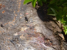 Soil use valley Leones